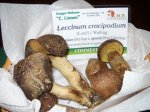 leccinus crocipodium